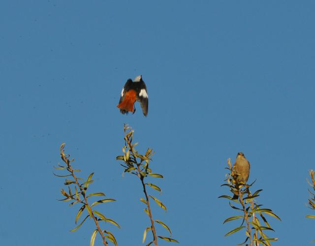 white winged redstart